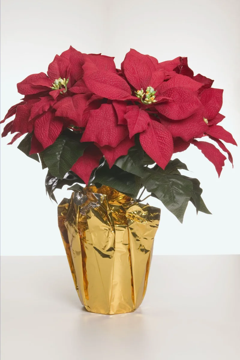 Padraig o tuama headshot