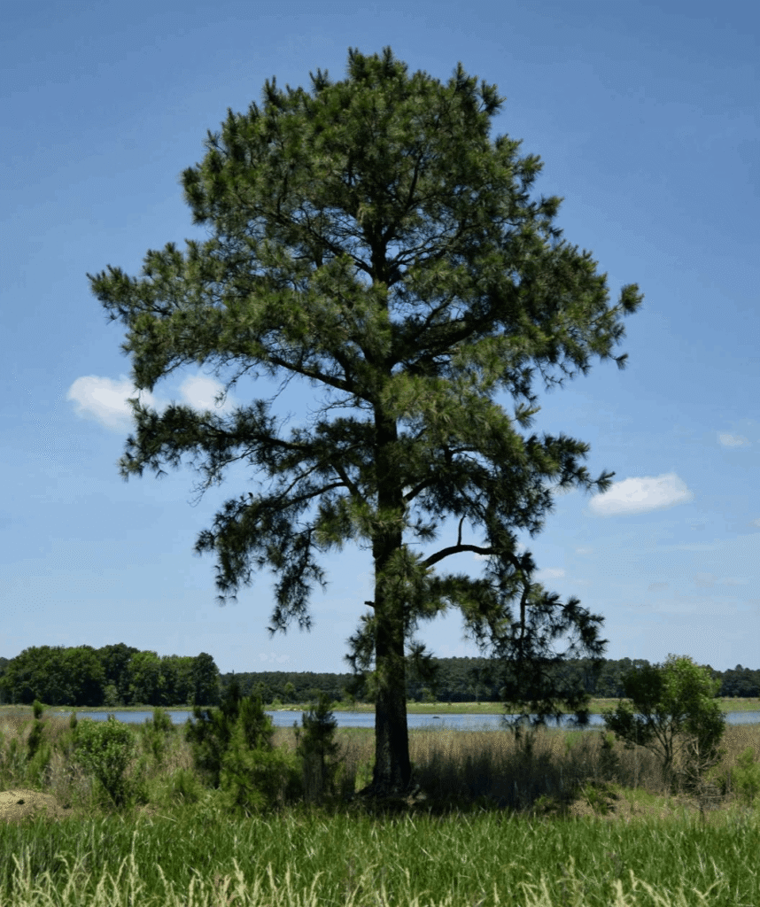 Loblollypine copy